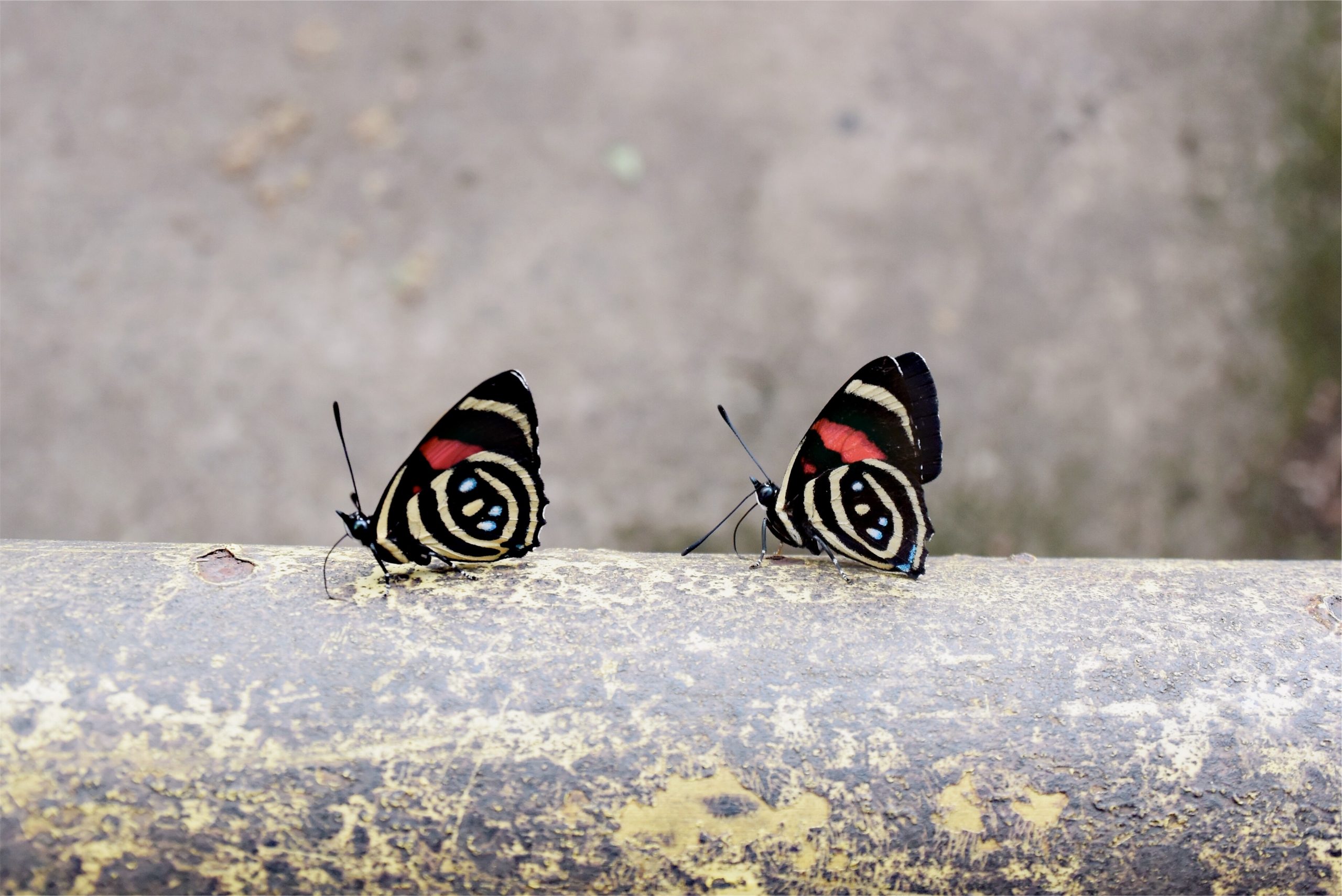 Two butterflies depicting duplicate content